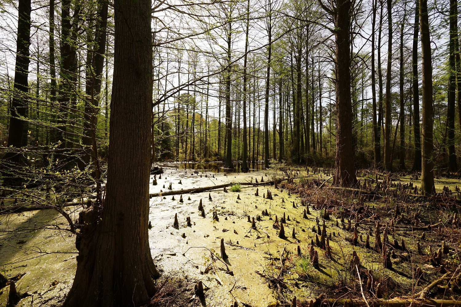 cypress DELAWARE WILD LANDS PROUDLY CELEBRATES 60 YEARS - Jack Lingo REALTOR