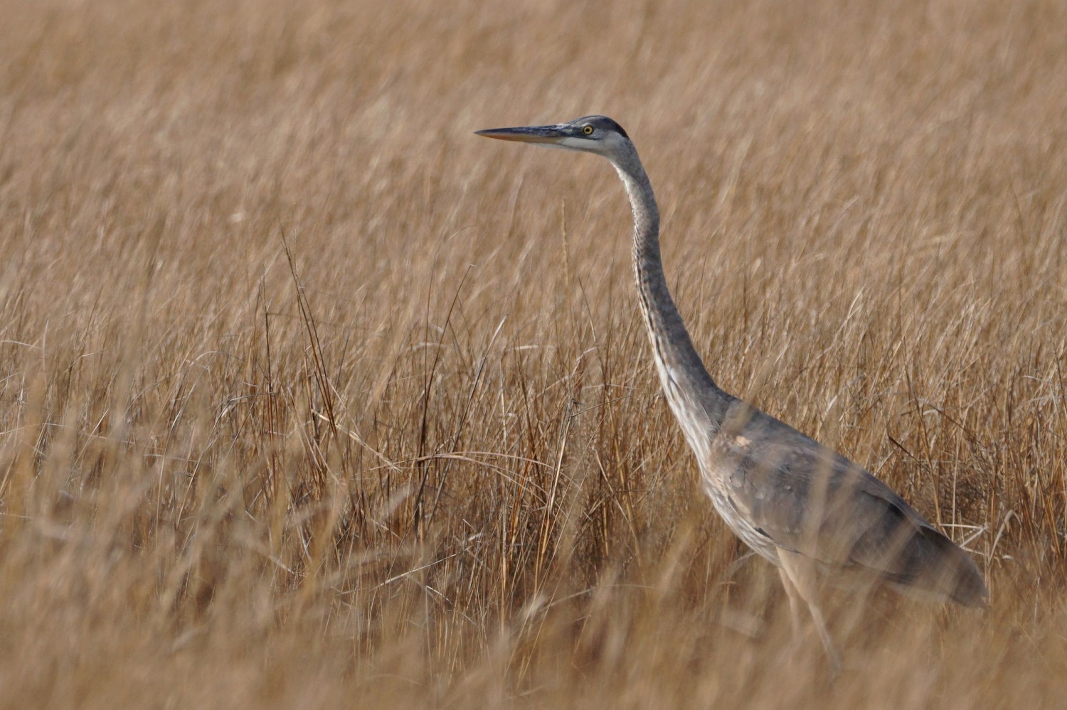 heron