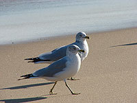 bethanyBeach