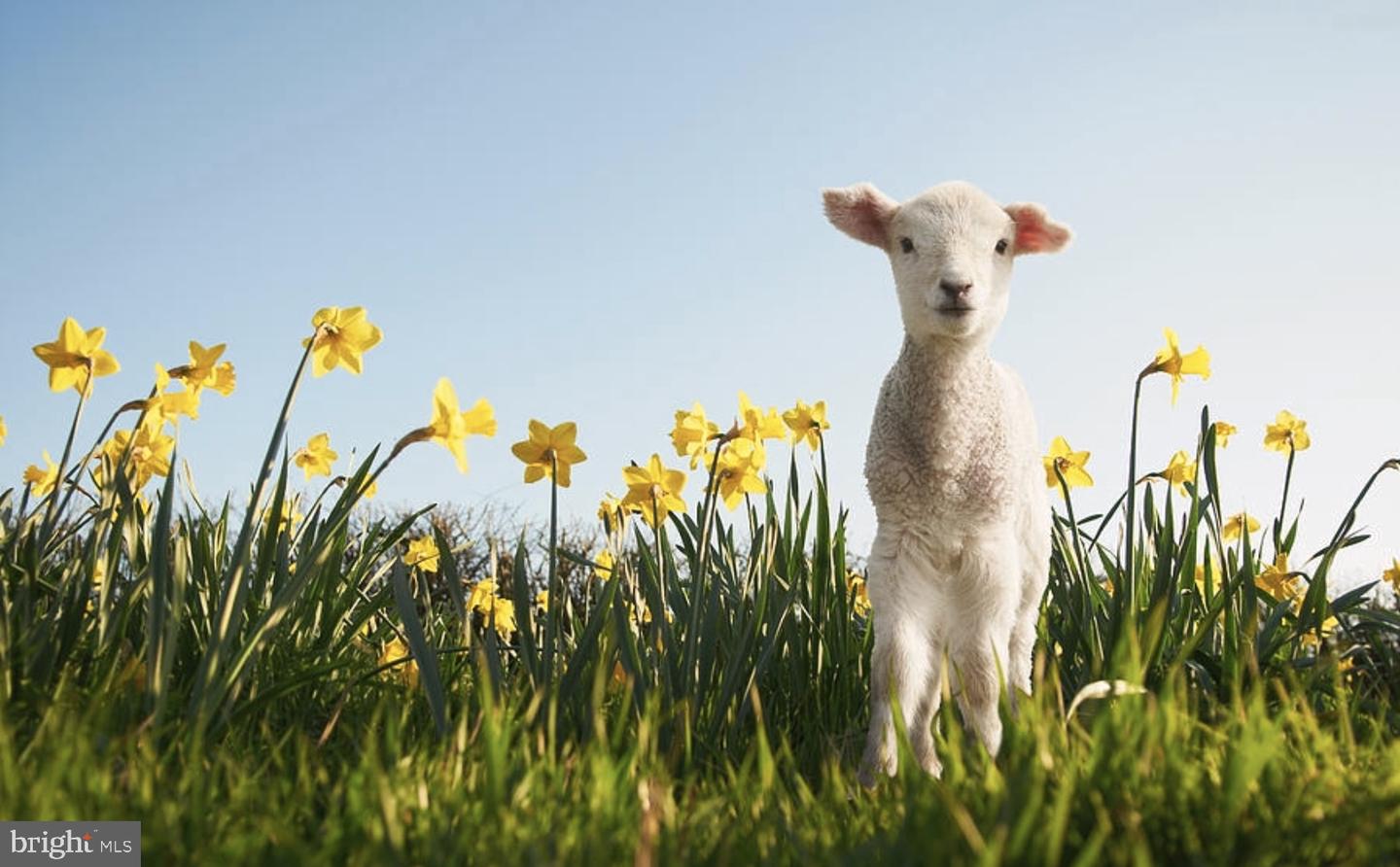 DEKT2043924-804571877278-2026-02-26-10-01-43 Lot Hazlettville Rd | Hartly, DE Real Estate For Sale | MLS# Dekt2043924  - Jack Lingo REALTOR