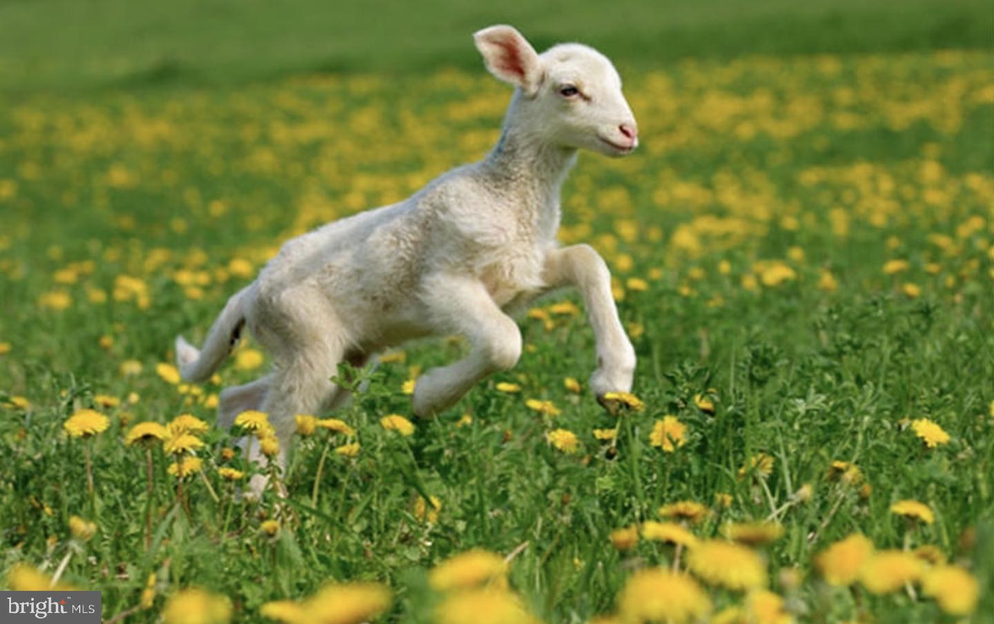 DEKT2043924-804571877492-2026-02-26-10-01-43 Lot Hazlettville Rd | Hartly, DE Real Estate For Sale | MLS# Dekt2043924  - Jack Lingo REALTOR