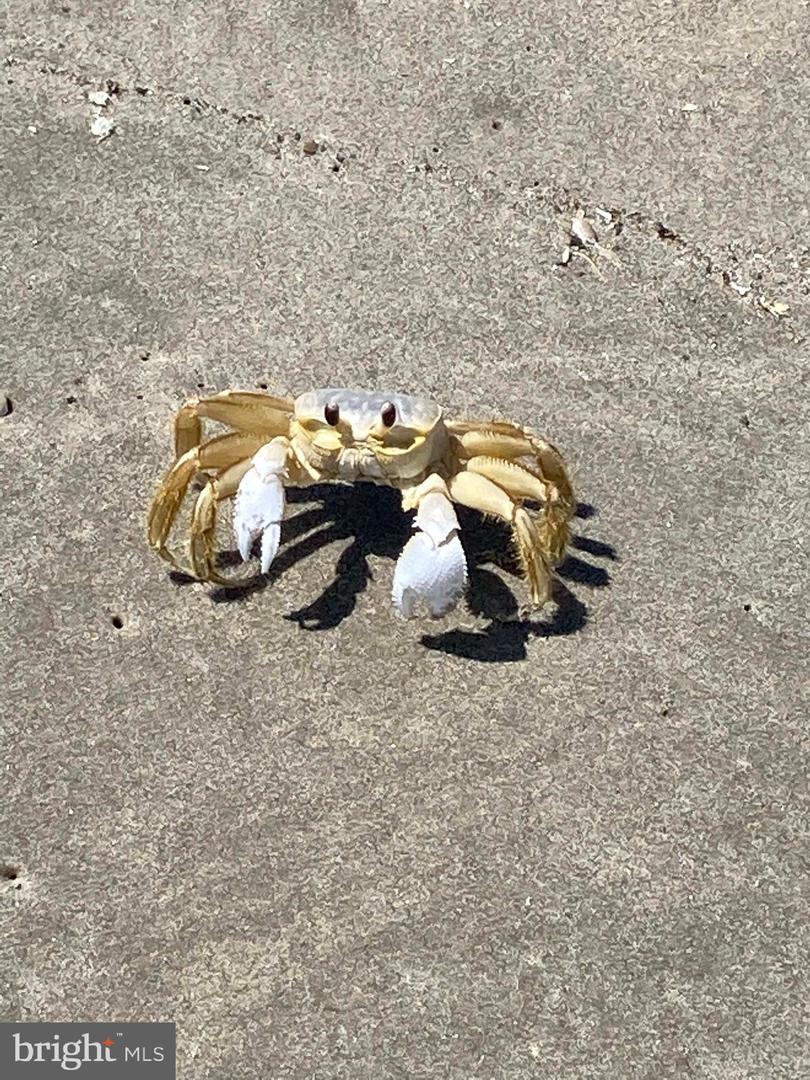 DESU2083466-803757844414-2025-10-06-16-04-27 2501 S Bay Shore Dr | Milton, DE Real Estate For Sale | MLS# Desu2083466  - Jack Lingo REALTOR DESU2083466-803757844414-2025-10-06-16-04-27 2501 S Bay Shore Dr | Milton, DE Real Estate For Sale | MLS# Desu2083466  - Jack Lingo REALTOR