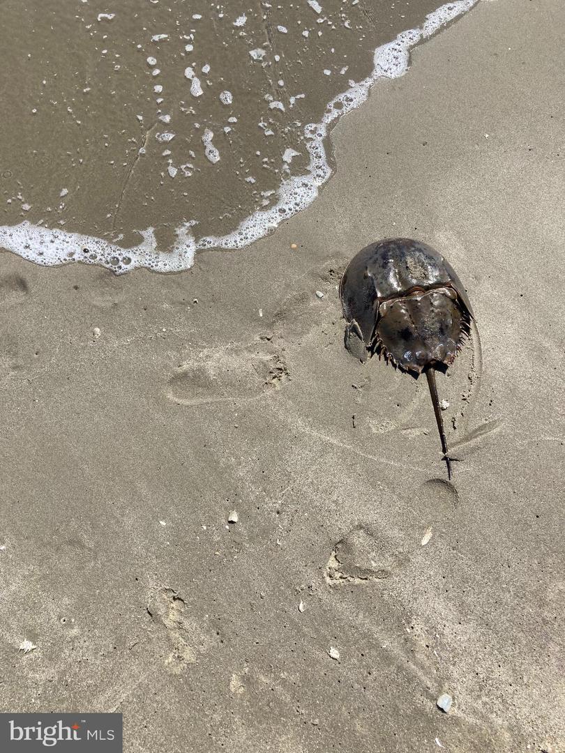 DESU2083466-803757844470-2025-10-06-16-04-27 2501 S Bay Shore Dr | Milton, DE Real Estate For Sale | MLS# Desu2083466  - Jack Lingo REALTOR DESU2083466-803757844470-2025-10-06-16-04-27 2501 S Bay Shore Dr | Milton, DE Real Estate For Sale | MLS# Desu2083466  - Jack Lingo REALTOR