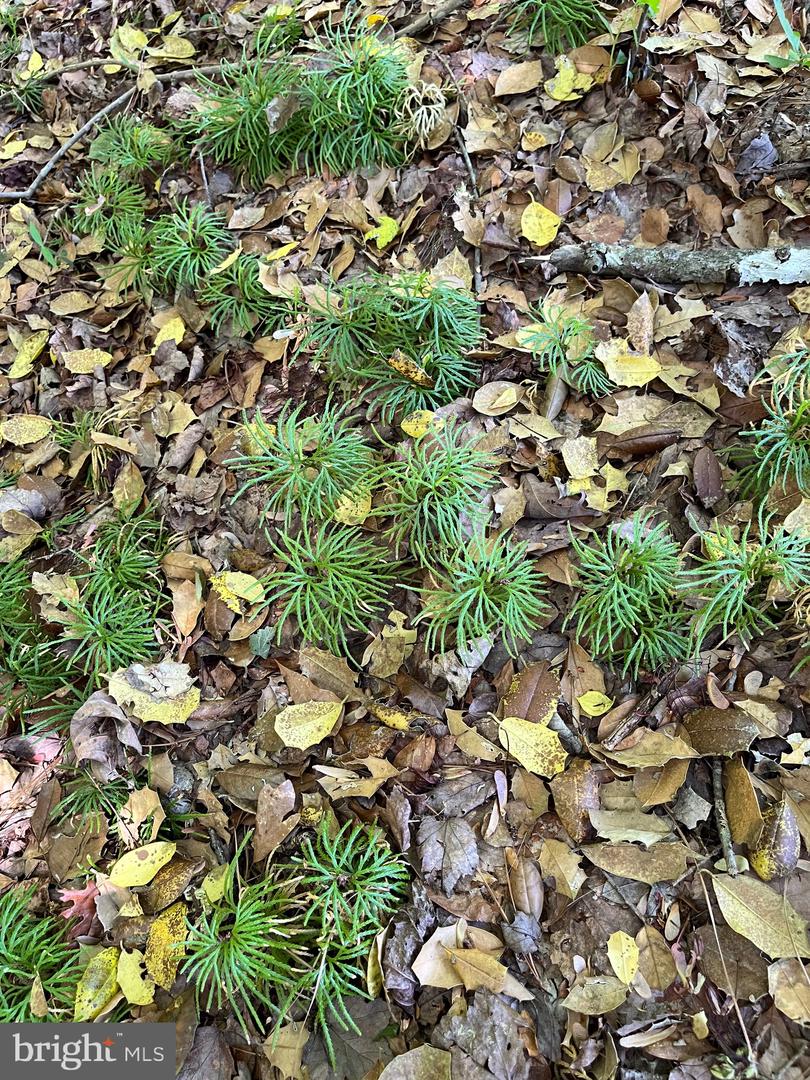 DESU2085806-803854585444-2025-07-30-14-06-04 27950 Woodland Rd | Seaford, DE Real Estate For Sale | MLS# Desu2085806  - Jack Lingo REALTOR