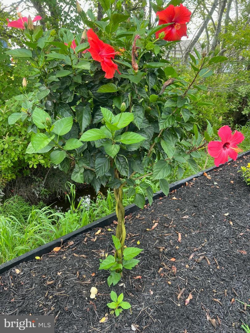 DESU2086622-804098488516-2025-12-22-16-32-18 38610 Sunflower St | Millville, DE Real Estate For Sale | MLS# Desu2086622  - Jack Lingo REALTOR