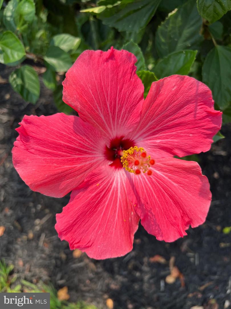 DESU2086622-804151356042-2025-12-22-16-32-19 38610 Sunflower St | Millville, DE Real Estate For Sale | MLS# Desu2086622  - Jack Lingo REALTOR