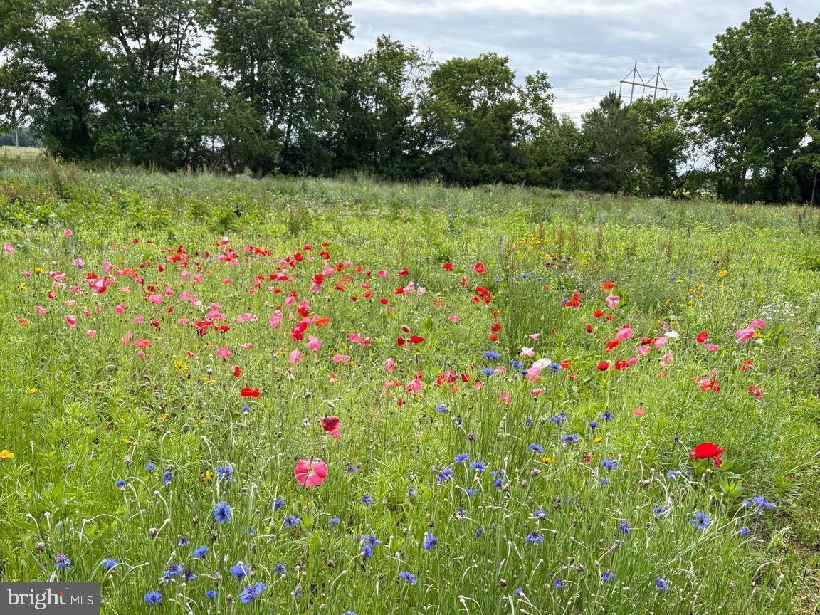 DESU2087878-804012938310-2025-07-15-12-21-55 7299 Marshall St | Lincoln, DE Real Estate For Sale | MLS# Desu2087878  - Jack Lingo REALTOR DESU2087878-804012938310-2025-07-15-12-21-55 7299 Marshall St | Lincoln, DE Real Estate For Sale | MLS# Desu2087878  - Jack Lingo REALTOR