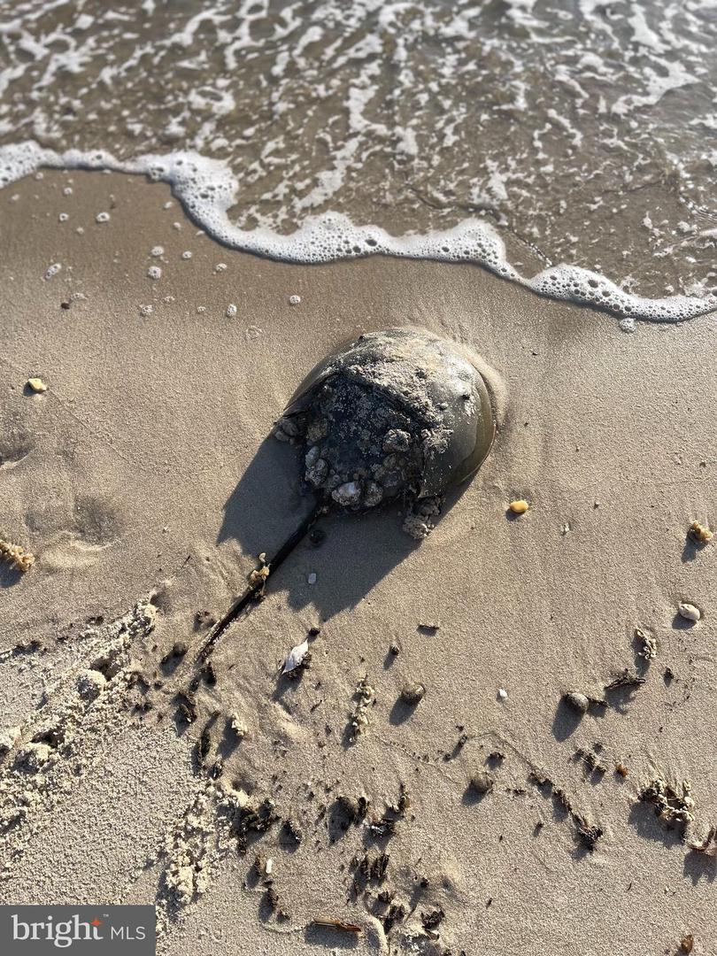 DESU2088866-803955482028-2025-11-06-17-31-36 108 Driftwood | Milford, DE Real Estate For Sale | MLS# Desu2088866  - Jack Lingo REALTOR