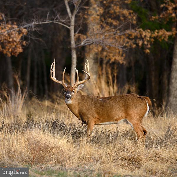 DESU2093108-804098451766-2025-08-18-22-40-56 0 Wilson Rd | Georgetown, DE Real Estate For Sale | MLS# Desu2093108 - Jack Lingo REALTOR DESU2093108-804098451766-2025-08-18-22-40-56 0 Wilson Rd | Georgetown, DE Real Estate For Sale | MLS# Desu2093108 - Jack Lingo REALTOR