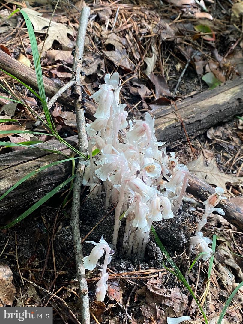 DESU2093108-804105868762-2025-08-20-19-18-56 0 Wilson Rd | Georgetown, DE Real Estate For Sale | MLS# Desu2093108 - Jack Lingo REALTOR DESU2093108-804105868762-2025-08-20-19-18-56 0 Wilson Rd | Georgetown, DE Real Estate For Sale | MLS# Desu2093108 - Jack Lingo REALTOR