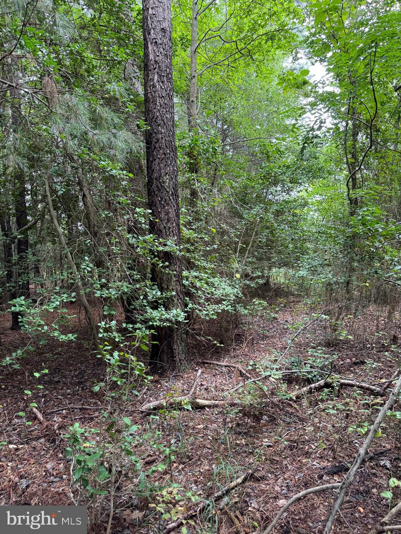 DESU2093108-804105869046-2025-08-20-19-18-56 0 Wilson Rd | Georgetown, DE Real Estate For Sale | MLS# Desu2093108 - Jack Lingo REALTOR DESU2093108-804105869046-2025-08-20-19-18-56 0 Wilson Rd | Georgetown, DE Real Estate For Sale | MLS# Desu2093108 - Jack Lingo REALTOR