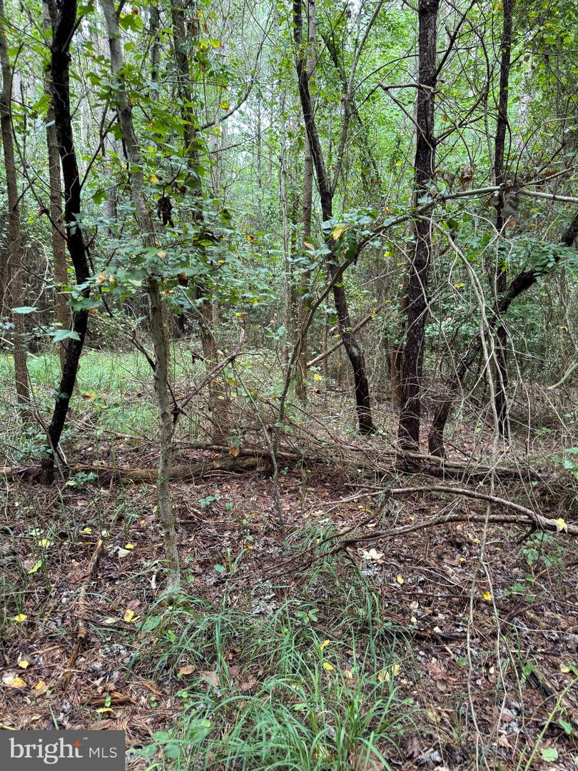 DESU2093108-804105870380-2025-08-20-19-18-56 0 Wilson Rd | Georgetown, DE Real Estate For Sale | MLS# Desu2093108 - Jack Lingo REALTOR DESU2093108-804105870380-2025-08-20-19-18-56 0 Wilson Rd | Georgetown, DE Real Estate For Sale | MLS# Desu2093108 - Jack Lingo REALTOR