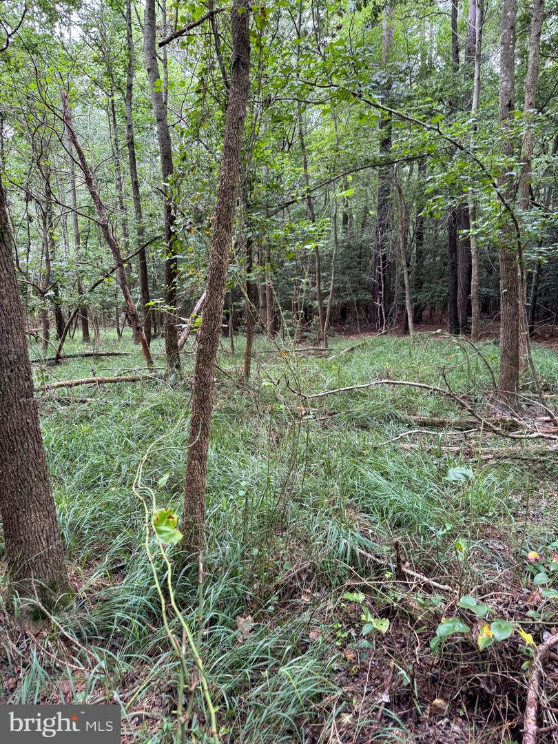 DESU2093108-804105870800-2025-08-20-19-18-56 0 Wilson Rd | Georgetown, DE Real Estate For Sale | MLS# Desu2093108 - Jack Lingo REALTOR DESU2093108-804105870800-2025-08-20-19-18-56 0 Wilson Rd | Georgetown, DE Real Estate For Sale | MLS# Desu2093108 - Jack Lingo REALTOR