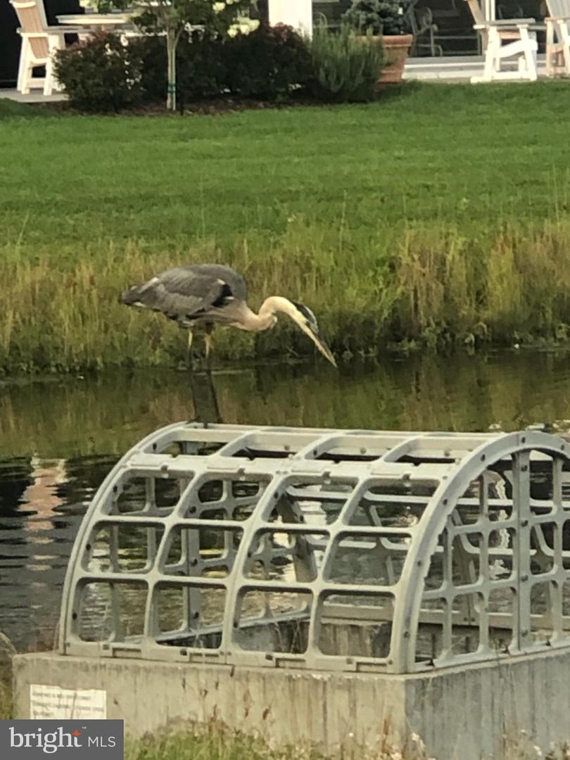 DESU2093422-804332345540-2025-11-25-19-24-57 17010 Bellevue Ct | Millville, DE Real Estate For Sale | MLS# Desu2093422 - Jack Lingo REALTOR DESU2093422-804332345540-2025-11-25-19-24-57 17010 Bellevue Ct | Millville, DE Real Estate For Sale | MLS# Desu2093422 - Jack Lingo REALTOR