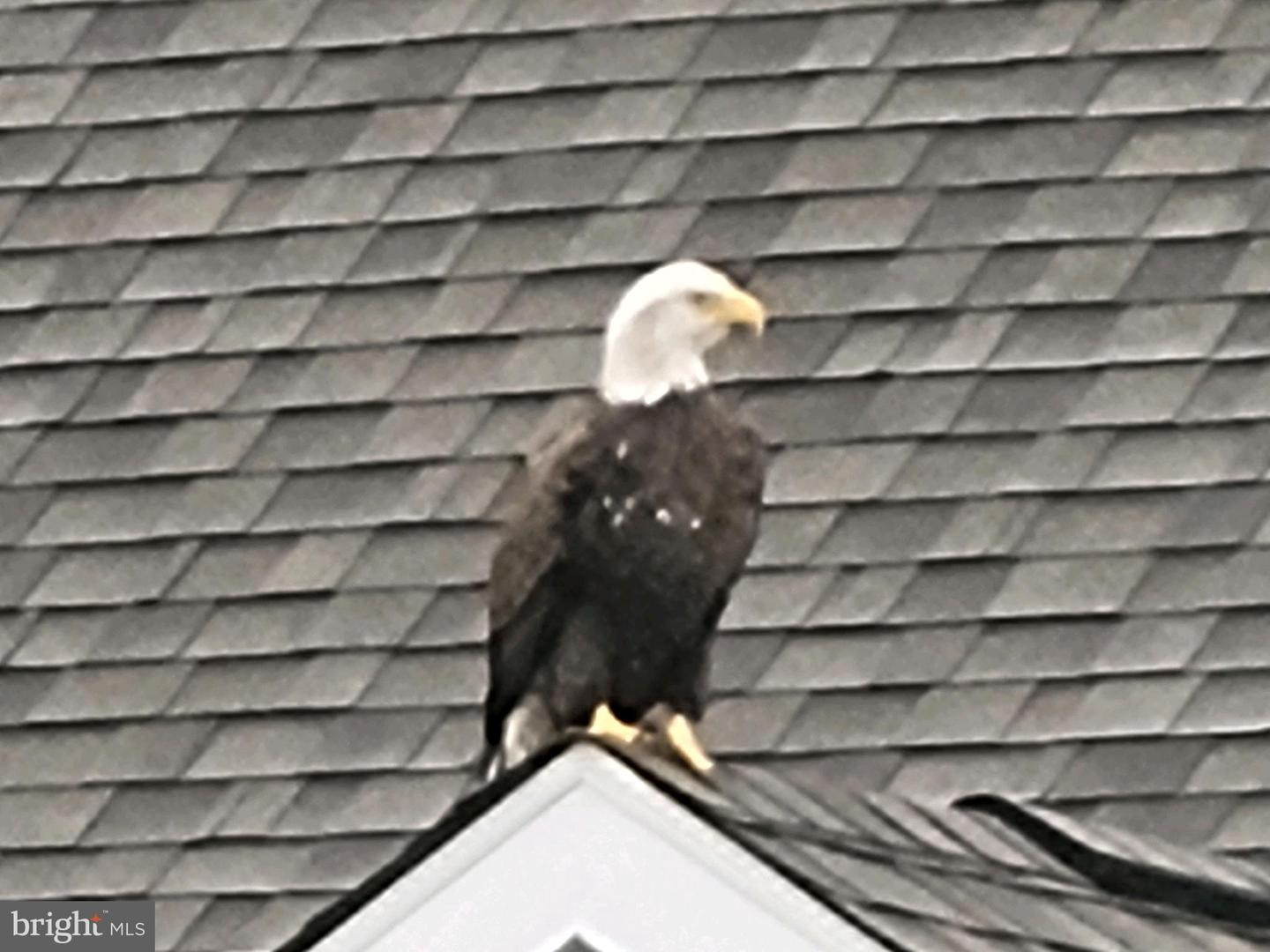 DESU2093422-804332345640-2025-11-25-19-24-59 17010 Bellevue Ct | Millville, DE Real Estate For Sale | MLS# Desu2093422 - Jack Lingo REALTOR DESU2093422-804332345640-2025-11-25-19-24-59 17010 Bellevue Ct | Millville, DE Real Estate For Sale | MLS# Desu2093422 - Jack Lingo REALTOR