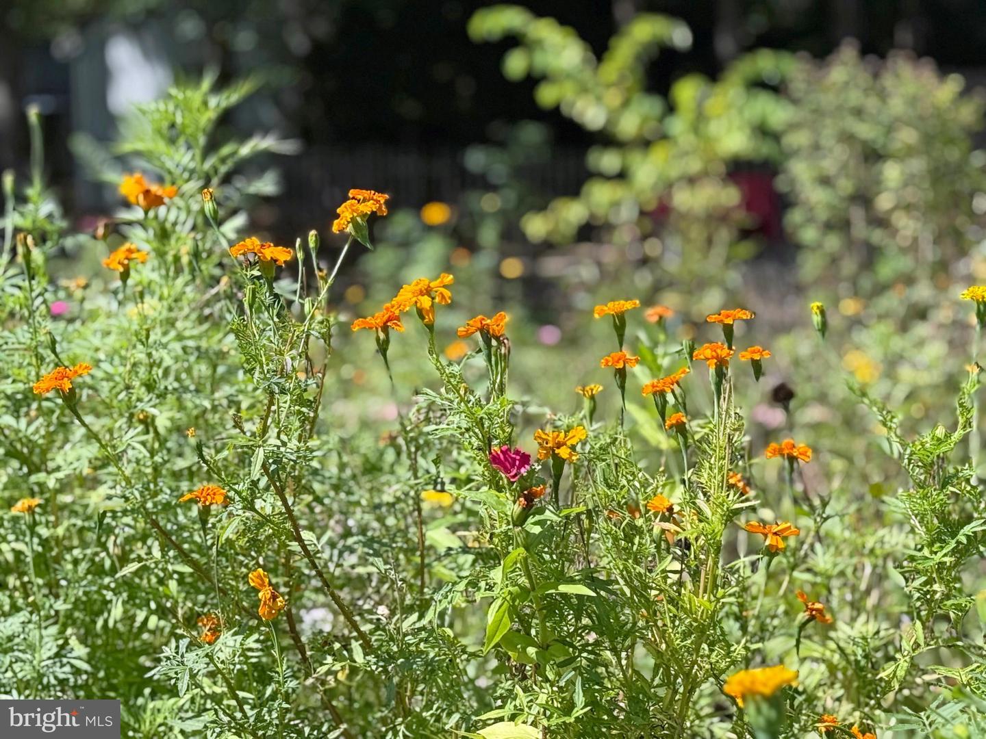 DESU2095732-804150888412-2025-09-08-16-23-33 33280 Sassafras Ct | Ocean View, DE Real Estate For Sale | MLS# Desu2095732  - Jack Lingo REALTOR