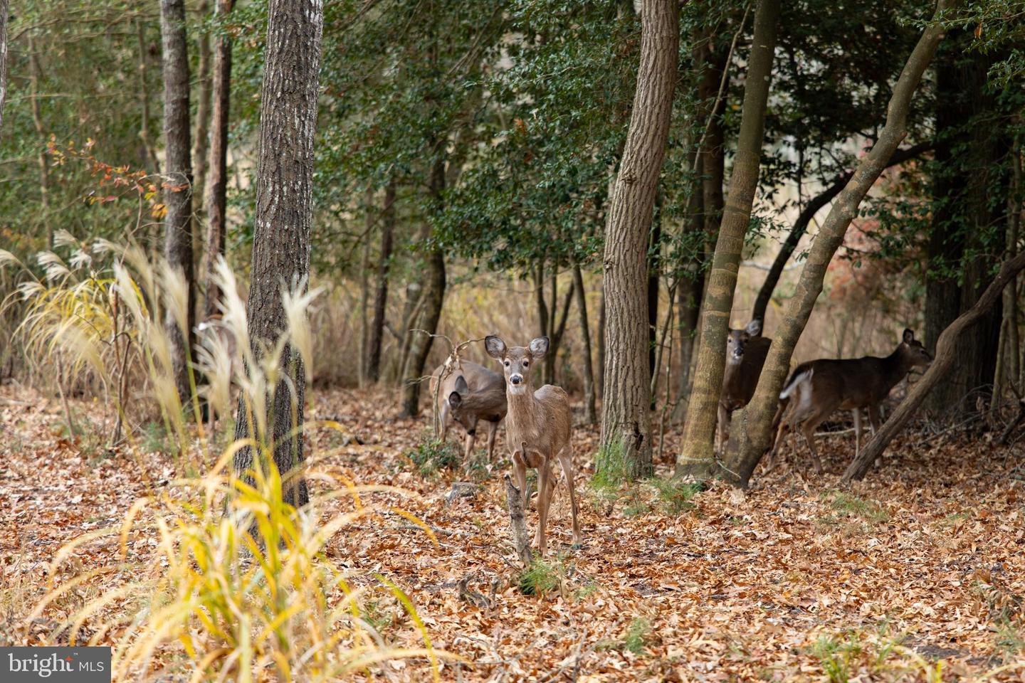 DESU2101206-804481257652-2026-02-14-00-12-23 16939 Ketch Ct | Lewes, DE Real Estate For Sale | MLS# Desu2101206  - Jack Lingo REALTOR