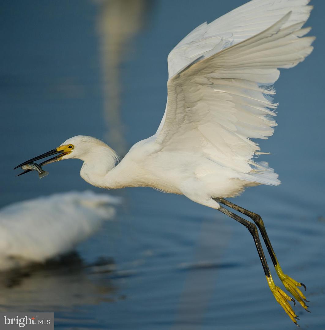 DESU2101206-804517075868-2026-02-14-00-12-18 16939 Ketch Ct | Lewes, DE Real Estate For Sale | MLS# Desu2101206  - Jack Lingo REALTOR