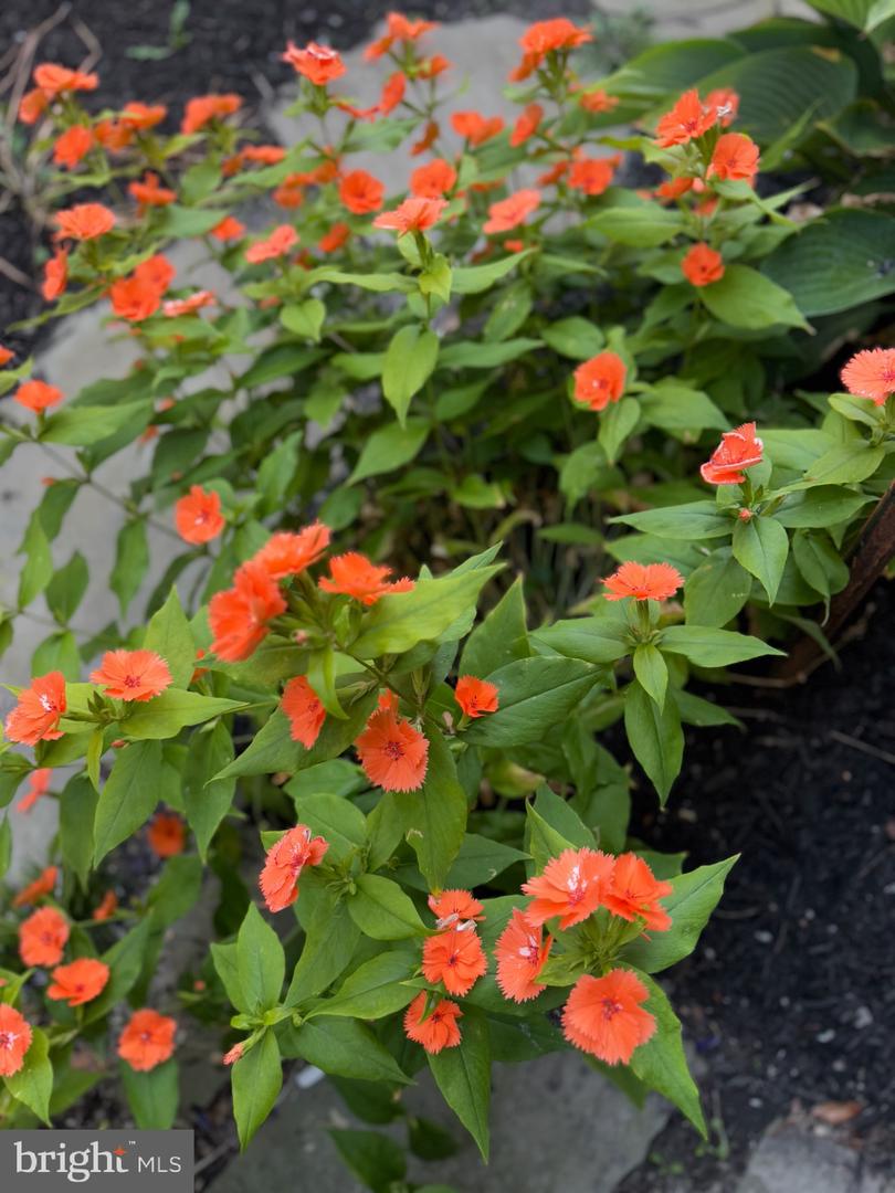 DESU2103056-804441216492-2026-01-23-12-14-17 7 W Essex St | Fenwick Island, DE Real Estate For Sale | MLS# Desu2103056  - Jack Lingo REALTOR