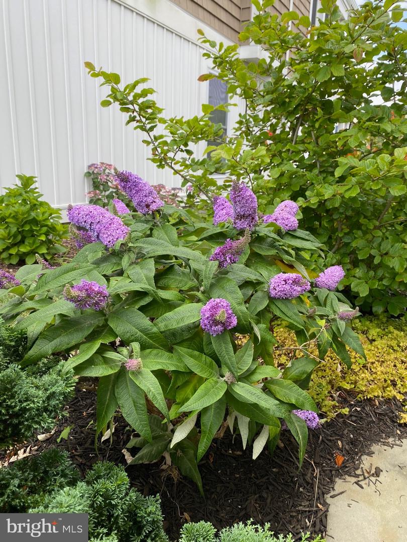 DESU2103056-804441218852-2026-01-23-12-14-17 7 W Essex St | Fenwick Island, DE Real Estate For Sale | MLS# Desu2103056  - Jack Lingo REALTOR