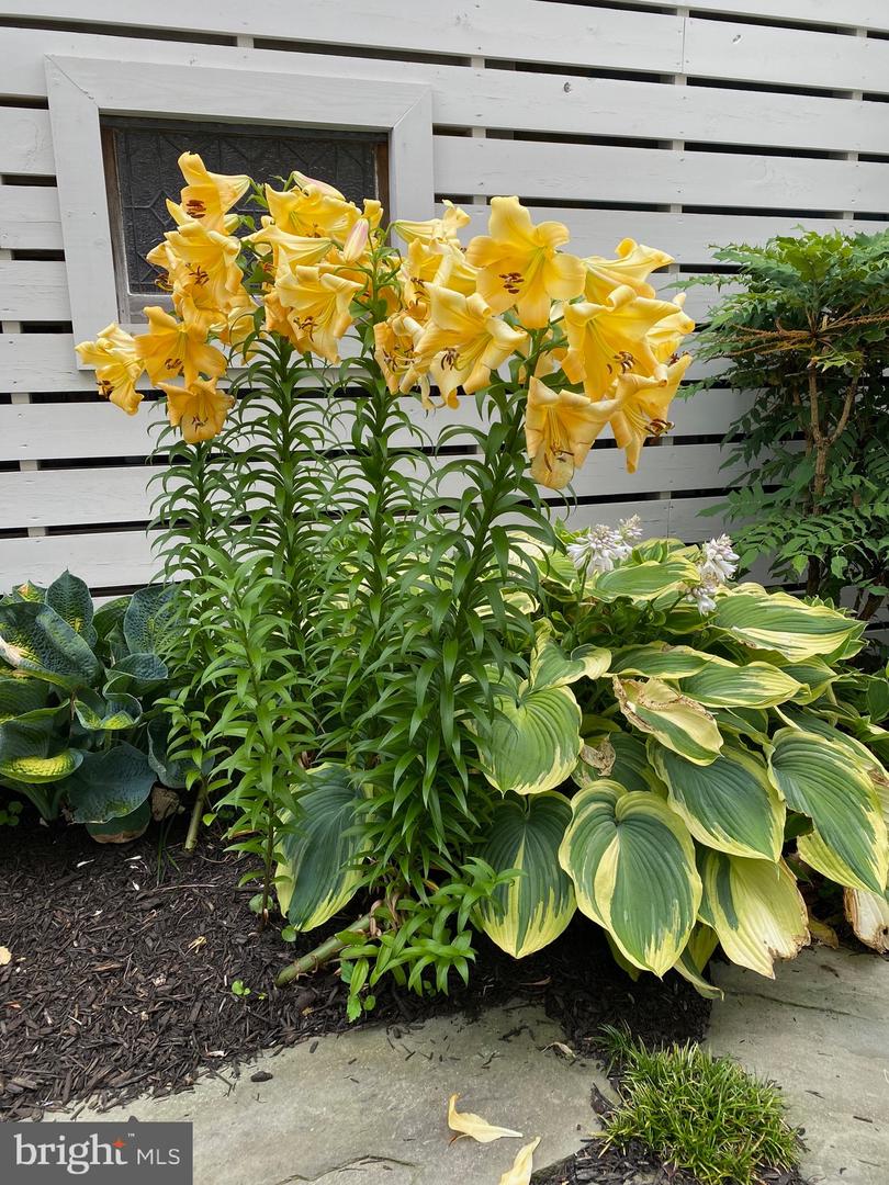 DESU2103056-804441218892-2026-01-23-12-14-17 7 W Essex St | Fenwick Island, DE Real Estate For Sale | MLS# Desu2103056  - Jack Lingo REALTOR