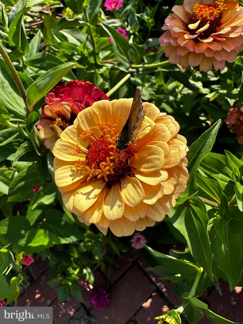 DESU2103072-804470197156-2026-02-09-15-08-14 201 Federal St | Milton, DE Real Estate For Sale | MLS# Desu2103072 - Jack Lingo REALTOR DESU2103072-804470197156-2026-02-09-15-08-14 201 Federal St | Milton, DE Real Estate For Sale | MLS# Desu2103072 - Jack Lingo REALTOR