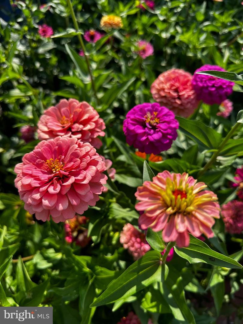 DESU2103072-804470197674-2026-02-09-15-08-14 201 Federal St | Milton, DE Real Estate For Sale | MLS# Desu2103072 - Jack Lingo REALTOR DESU2103072-804470197674-2026-02-09-15-08-14 201 Federal St | Milton, DE Real Estate For Sale | MLS# Desu2103072 - Jack Lingo REALTOR