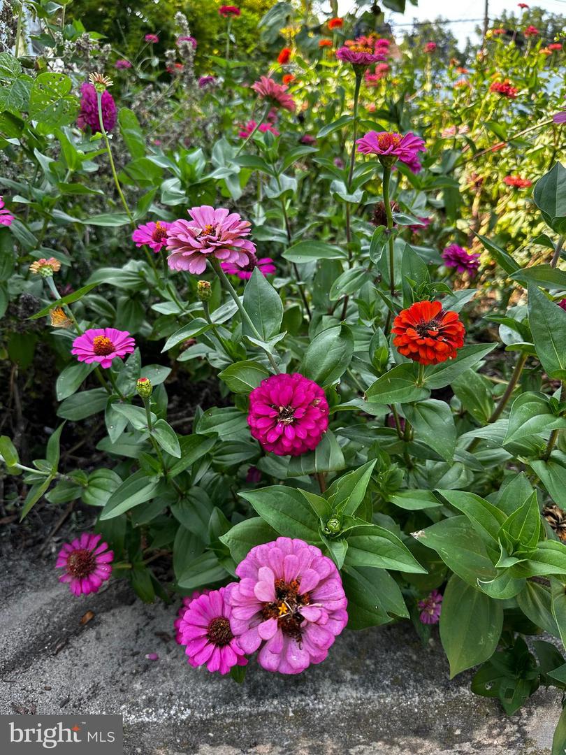 DESU2103072-804470197924-2026-02-09-15-08-14 201 Federal St | Milton, DE Real Estate For Sale | MLS# Desu2103072 - Jack Lingo REALTOR DESU2103072-804470197924-2026-02-09-15-08-14 201 Federal St | Milton, DE Real Estate For Sale | MLS# Desu2103072 - Jack Lingo REALTOR