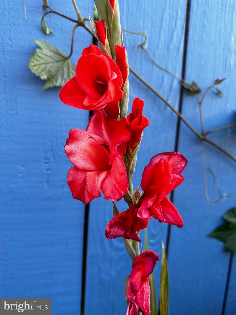 DESU2103072-804470198414-2026-02-09-15-08-13 201 Federal St | Milton, DE Real Estate For Sale | MLS# Desu2103072 - Jack Lingo REALTOR DESU2103072-804470198414-2026-02-09-15-08-13 201 Federal St | Milton, DE Real Estate For Sale | MLS# Desu2103072 - Jack Lingo REALTOR