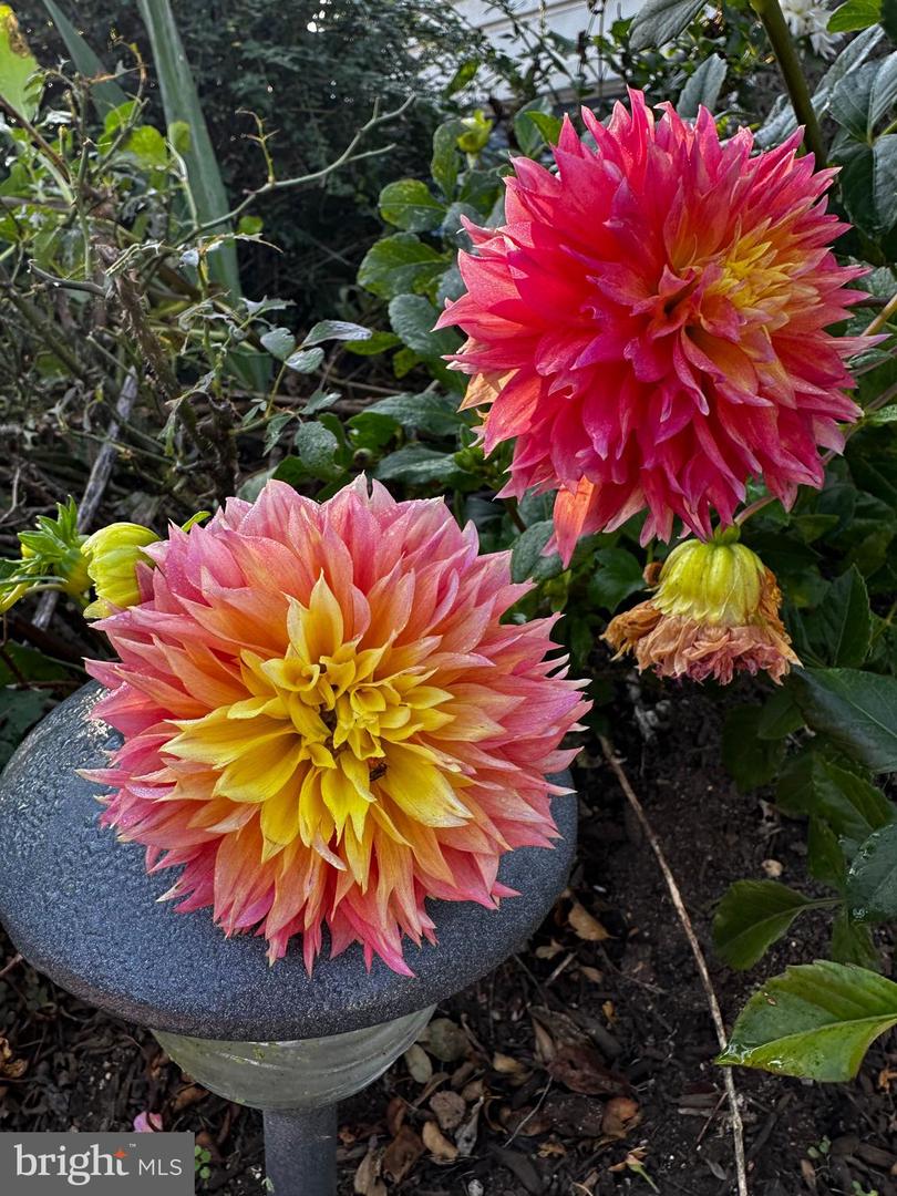 DESU2103072-804470198944-2026-02-09-15-08-14 201 Federal St | Milton, DE Real Estate For Sale | MLS# Desu2103072 - Jack Lingo REALTOR DESU2103072-804470198944-2026-02-09-15-08-14 201 Federal St | Milton, DE Real Estate For Sale | MLS# Desu2103072 - Jack Lingo REALTOR