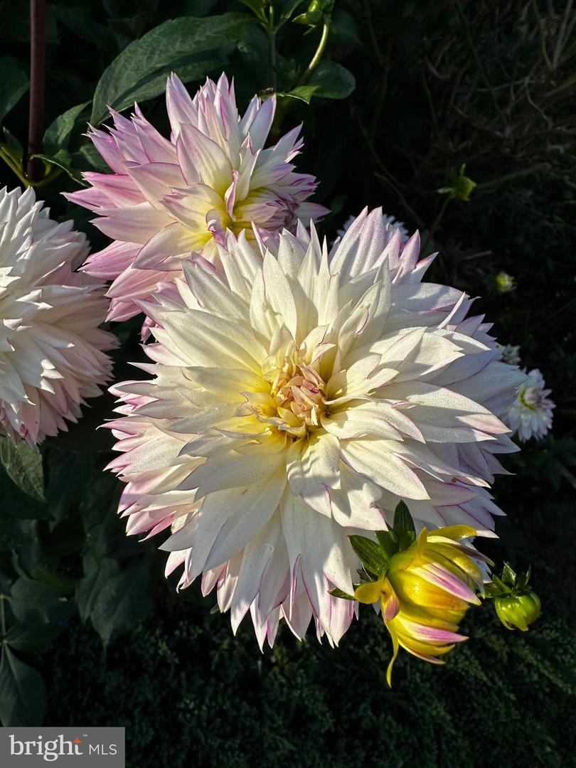 DESU2103072-804470199028-2026-02-09-15-08-16 201 Federal St | Milton, DE Real Estate For Sale | MLS# Desu2103072 - Jack Lingo REALTOR DESU2103072-804470199028-2026-02-09-15-08-16 201 Federal St | Milton, DE Real Estate For Sale | MLS# Desu2103072 - Jack Lingo REALTOR