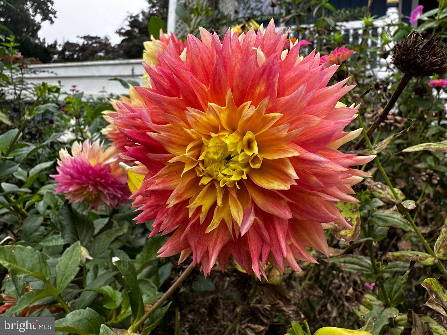 DESU2103072-804470199512-2026-02-09-15-08-15 201 Federal St | Milton, DE Real Estate For Sale | MLS# Desu2103072 - Jack Lingo REALTOR DESU2103072-804470199512-2026-02-09-15-08-15 201 Federal St | Milton, DE Real Estate For Sale | MLS# Desu2103072 - Jack Lingo REALTOR