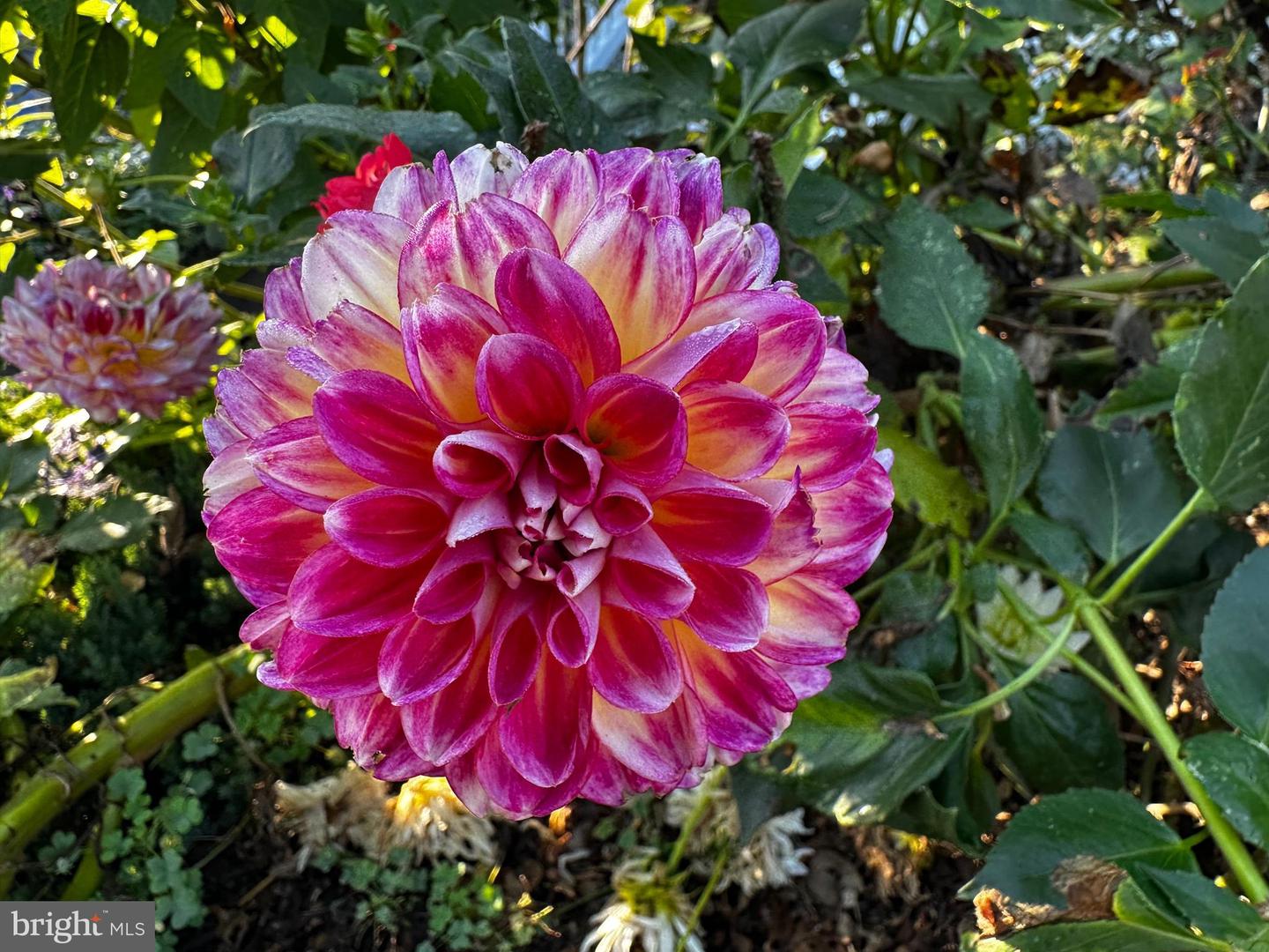 DESU2103072-804470199580-2026-02-09-15-08-12 201 Federal St | Milton, DE Real Estate For Sale | MLS# Desu2103072 - Jack Lingo REALTOR DESU2103072-804470199580-2026-02-09-15-08-12 201 Federal St | Milton, DE Real Estate For Sale | MLS# Desu2103072 - Jack Lingo REALTOR