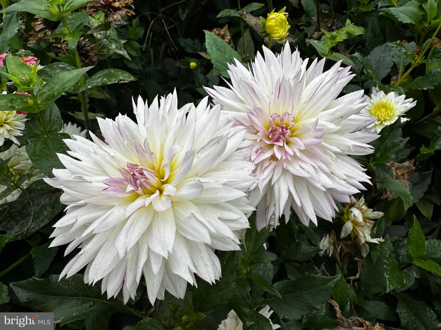 DESU2103072-804470199730-2026-02-09-15-08-13 201 Federal St | Milton, DE Real Estate For Sale | MLS# Desu2103072 - Jack Lingo REALTOR DESU2103072-804470199730-2026-02-09-15-08-13 201 Federal St | Milton, DE Real Estate For Sale | MLS# Desu2103072 - Jack Lingo REALTOR