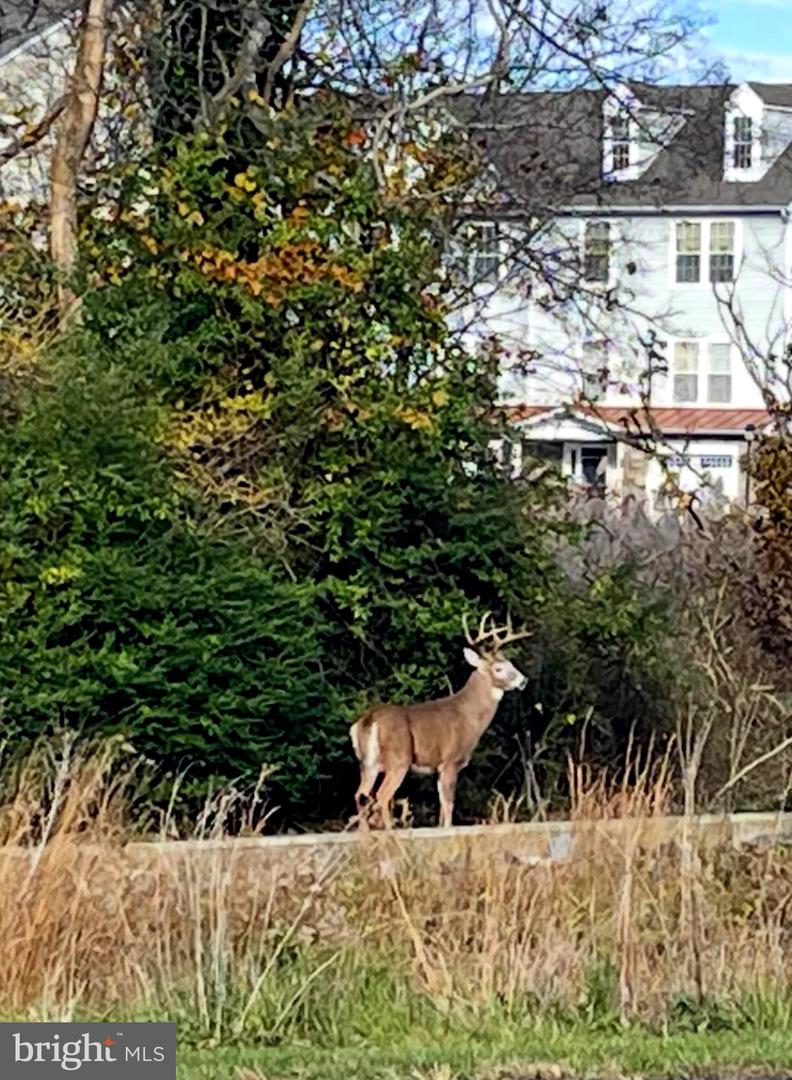 DESU2104494-804528885414-2026-02-12-17-53-22 38 Tributary Ln | Millville, DE Real Estate For Sale | MLS# Desu2104494  - Jack Lingo REALTOR