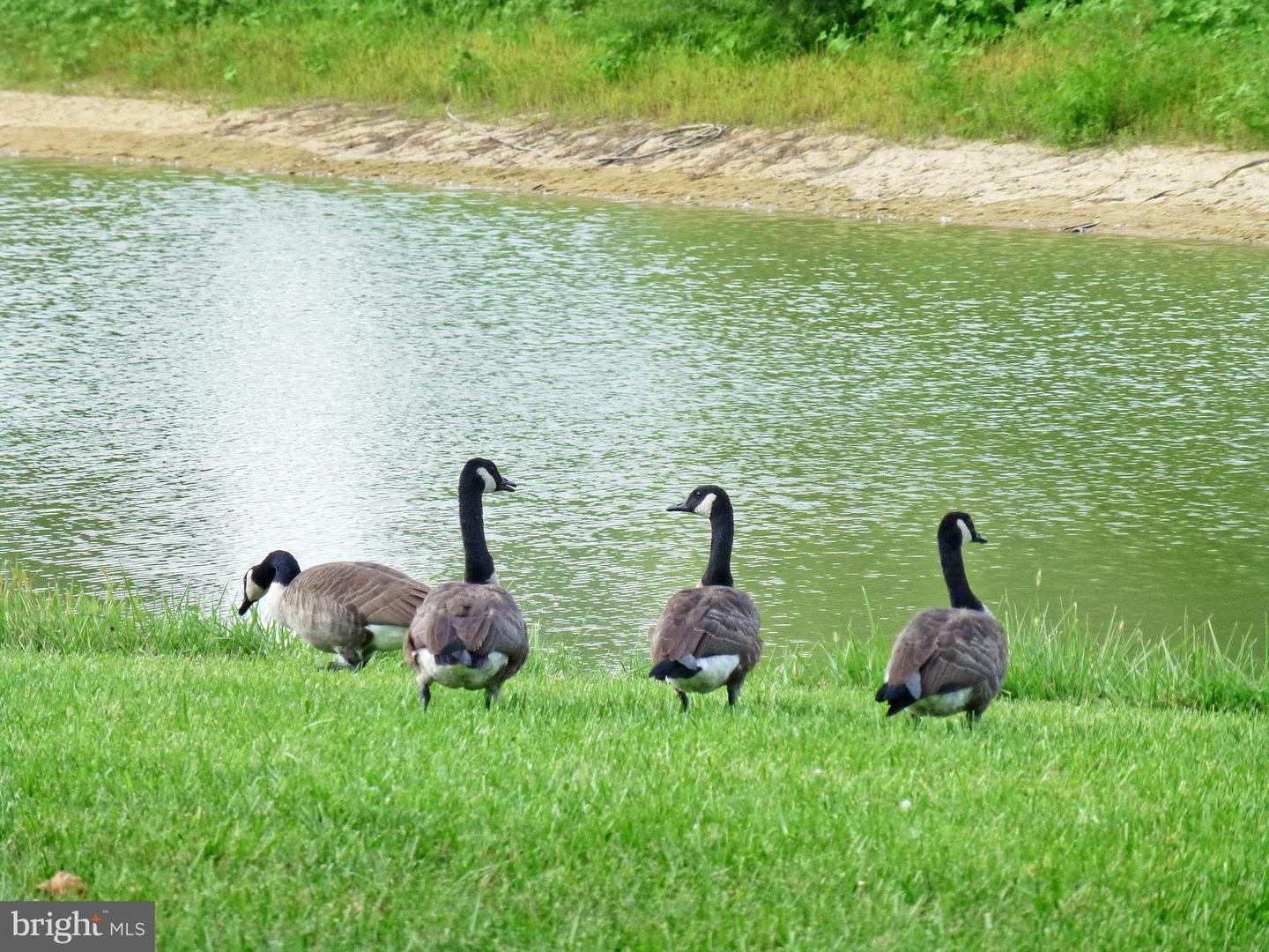 DESU2106606-804611124404-2026-03-16-10-34-54 78 Whistling Duck Dr | Bridgeville, DE Real Estate For Sale | MLS# Desu2106606  - Jack Lingo REALTOR