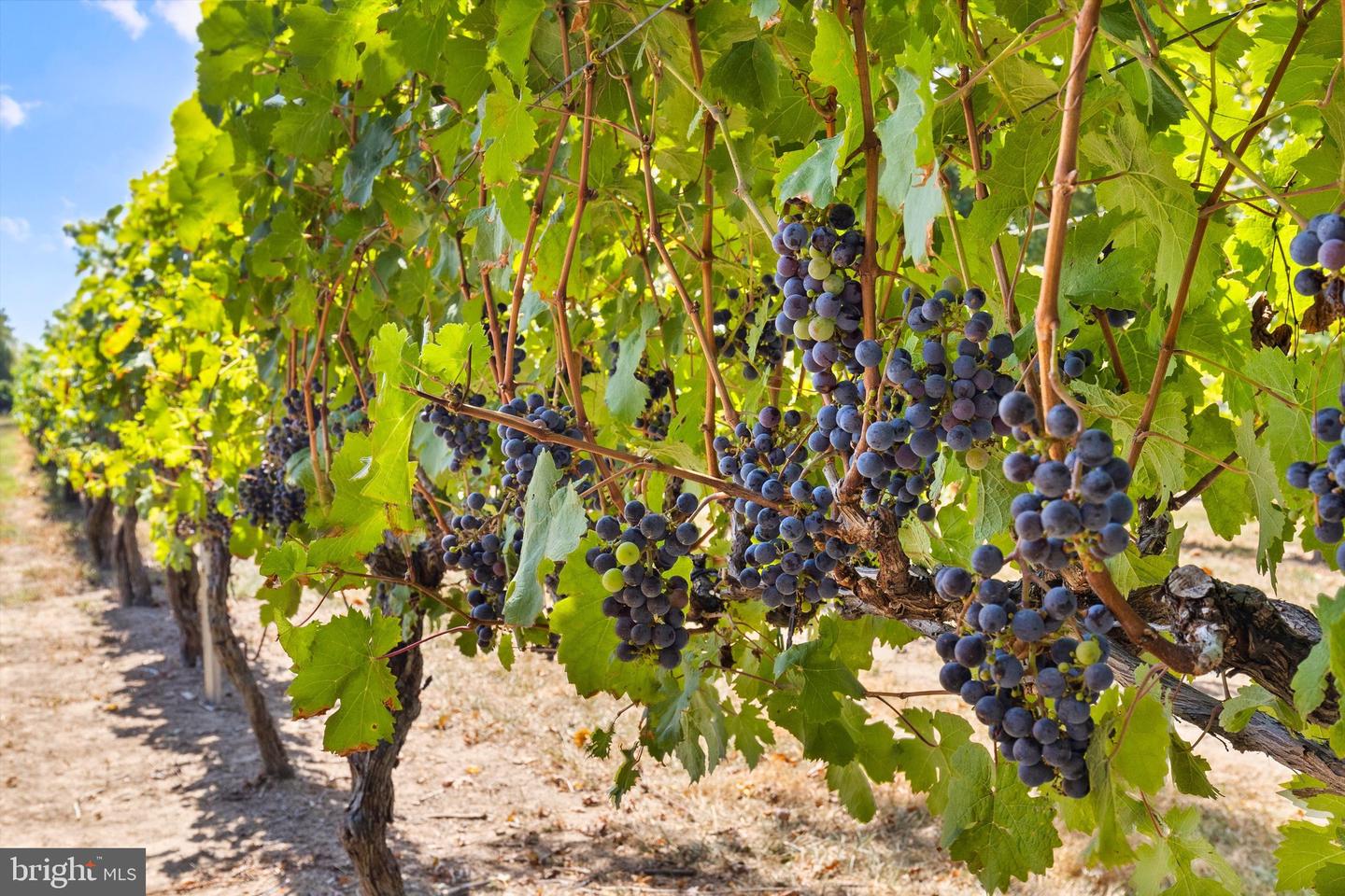 DESU2106696-804622548750-2026-03-14-00-14-12 24428 Cabernet Ln | Lewes, DE Real Estate For Sale | MLS# Desu2106696 - Jack Lingo REALTOR DESU2106696-804622548750-2026-03-14-00-14-12 24428 Cabernet Ln | Lewes, DE Real Estate For Sale | MLS# Desu2106696 - Jack Lingo REALTOR