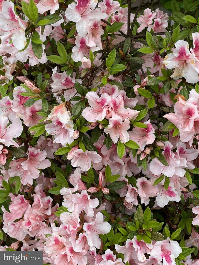 DESU2107610-804675527554-2026-03-23-23-25-51 324 E Sixth St | Blades, DE Real Estate For Sale | MLS# Desu2107610  - Jack Lingo REALTOR