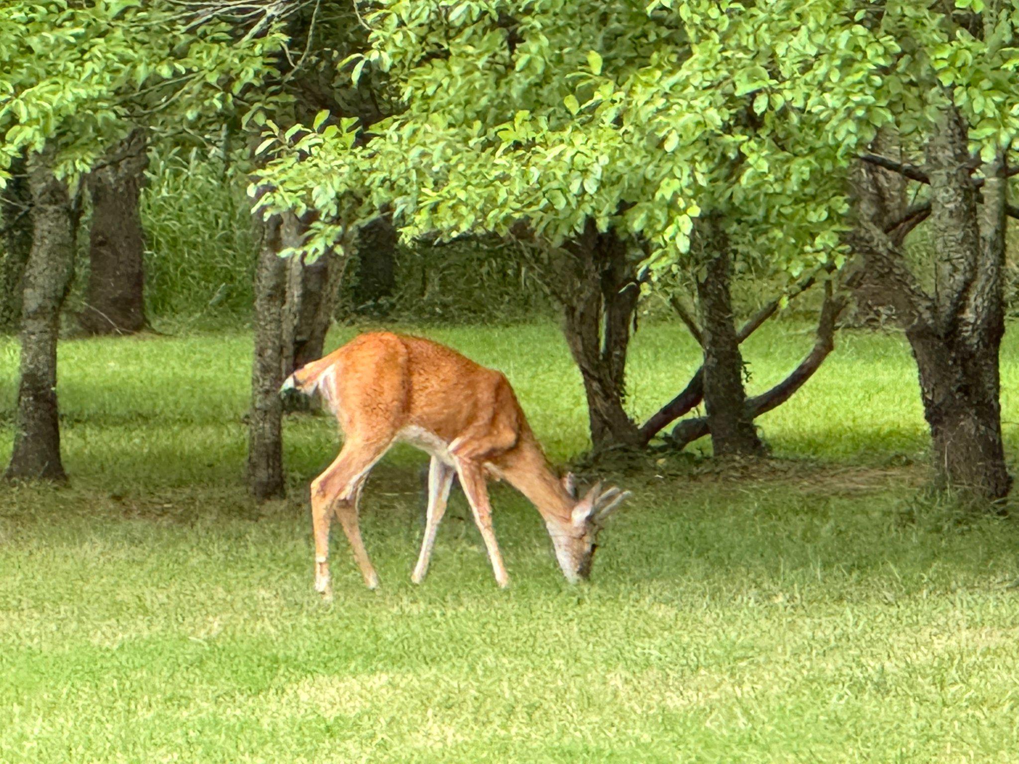 DESU2107846-804673365778-2026-04-09-07-32-29 3 Richardson Way | Rehoboth Beach, DE Real Estate For Sale | MLS# Desu2107846  - Jack Lingo REALTOR