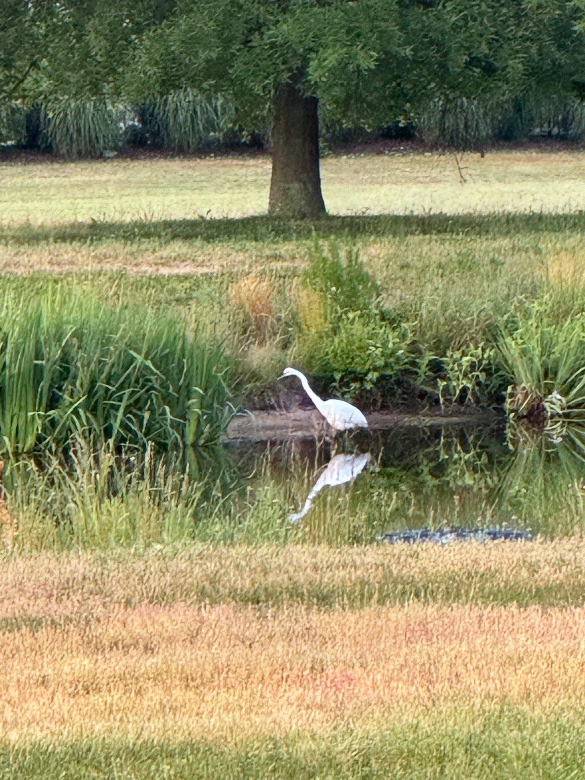 DESU2107846-804673367488-2026-04-09-07-32-28 3 Richardson Way | Rehoboth Beach, DE Real Estate For Sale | MLS# Desu2107846  - Jack Lingo REALTOR